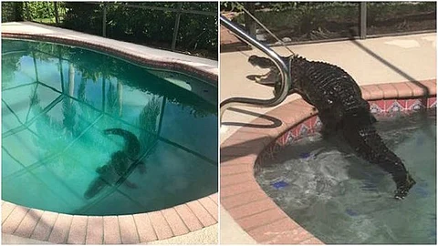 Video: Se disponían a nadar en su piscina donde se encontraba un enorme caimán