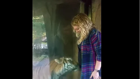 Video: Una mujer embarazada y un tigre protagonizan un tierno momento en un zoológico