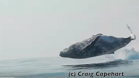 Pocas veces se ha logrado captar en video a una ballena jorobada adulto saltando por completo fuera del agua, destaca (Foto: Captura de pantalla)