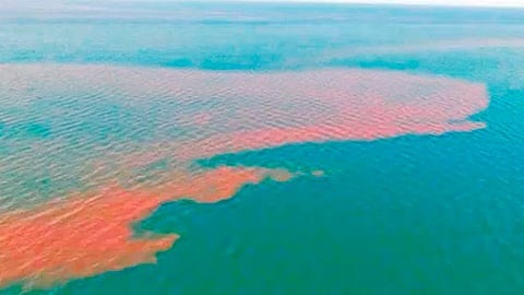 La Coepris confirmó que se trataba de excremento (Foto: Especial)