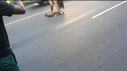 Video: Una mujer atrapa una anaconda que estaba deteniendo el tráfico en Brasil