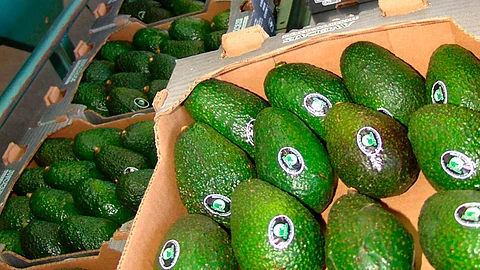 El costo del fruto llegaría a bajar hasta los 30 pesos por kilo en el mes de septiembre (Foto cortesía)
