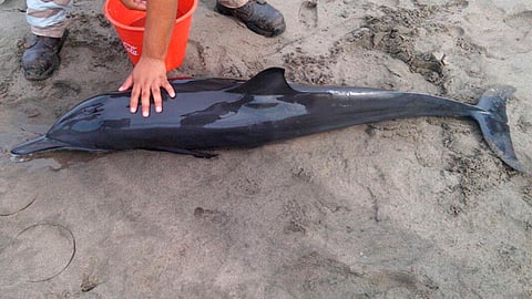 El animal quedó varado en la Playa Tortuga de Lázaro Cárdenas (Foto: Cortesía)