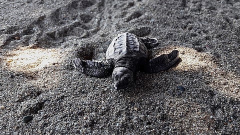 En junio pasado se realizaron trabajos de fumigación en los campamentos de la costa michoacana con la finalidad de erradicar cualquier organismo dañino (Foto: Cortesía)