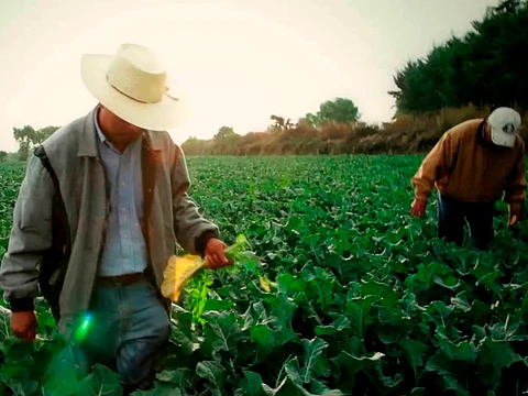 Los recursos que se invertirán en estos proyectos del sector agrícola, pecuario y pesquero, superan los 19 millones de pesos (Foto: Archivo)