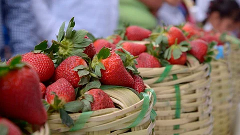 Michoacán produce más del 60% de fresas en el país (Foto: Cortesía)