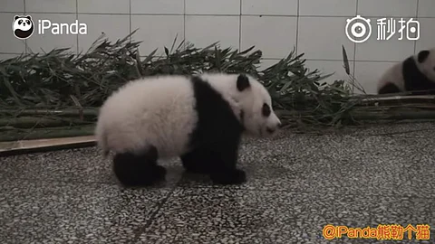 Las imágenes de este panda bebé fueron captadas por cámaras de la reserva (Foto: captura de video)