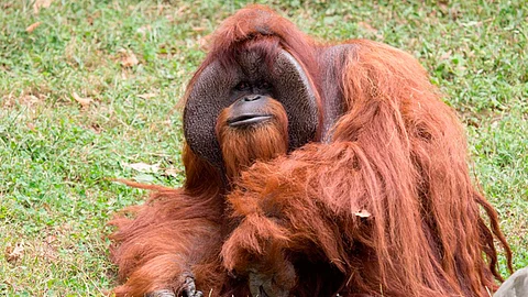 Los veterinarios le atendían de una enfermedad cardíaca progresiva (Foto: @ZooATL)