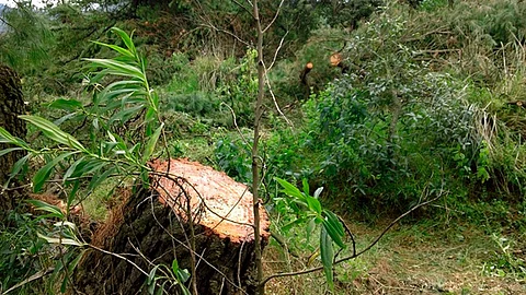 Alrededor de cinco árboles fueron retirados (Foto: Archivo)