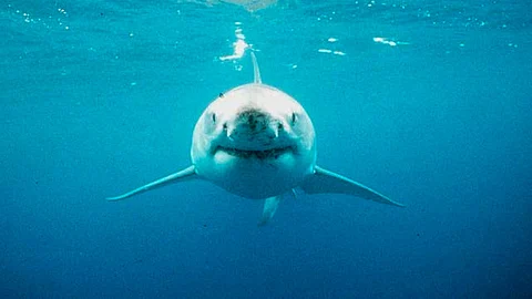 El Comisionado Nacional Alejandro Del Mazo informó que el registro de esta especie en Isla Guadalupe aumentó un 30%