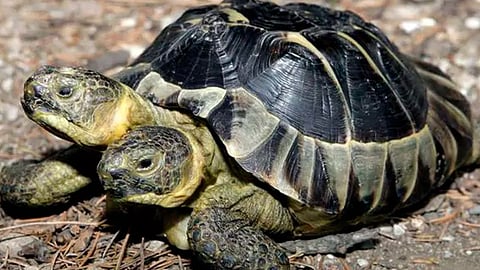 Biólogos encuentran tortuga de dos cabezas en Florida