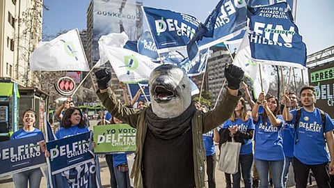 Delfín Chileno busca ser presidente de su país (foto: greenpeace.org)