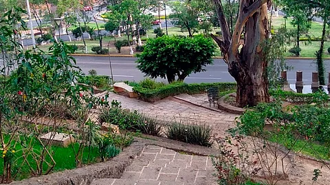 Hay quienes llevan a sus mascotas a pasear (Foto: Google Maps)