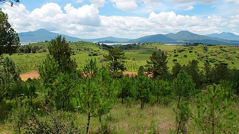 Serán nueve millones de árboles los reforestados en 2018