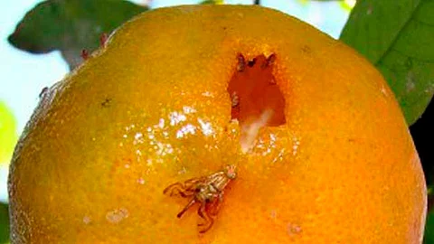 También se realizan acciones de manejo fitosanitario contra la mosca del vinagre en una superficie de 16 mil hectáreas de cultivos (Foto cortesía)