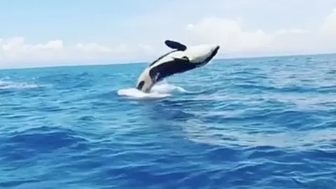 Captan a orca nadando por costas michoacanas [Video]