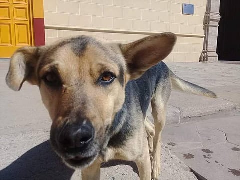 (Foto Twitter:@Franciscoo_199)