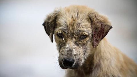 FGE investiga presunto envenenamiento de 15 perros en Paracho