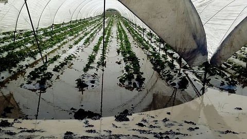 El cultivo de maíz, es el más dañado (Foto cortesía)