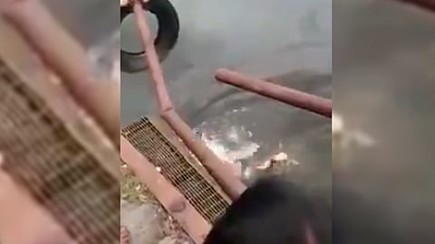 El reptil ya había matado a otras tres personas antes, según vecinos (Fotograma: Vimeo)