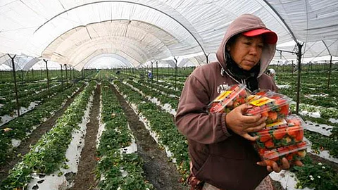 El Gobierno del Estado apoya 186 proyectos para la producción de frutillas, como arándano, frambuesa y zarzamora, en beneficio de igual número de familias (Foto: Cortesía)