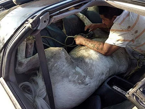 El animal era trasladado al municipio de Juárez para ser atendido en una clínica veterinaria (Foto: Especial)