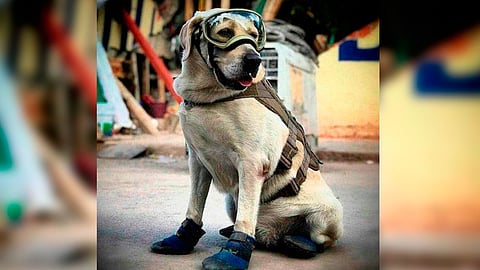 “Frida” la perrita labrador que rescató a varias personas de los escombros luego de los sismos que sacudieron a la Ciudad de México (Foto: @JorgeAvyel)