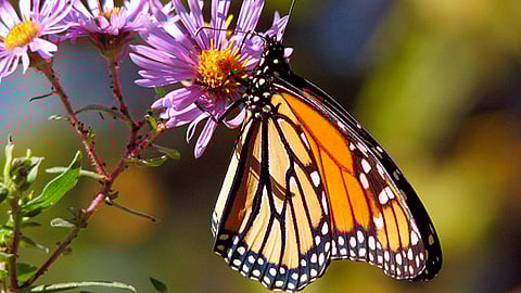 Preserva CONAFOR hábitat de la Mariposa Monarca