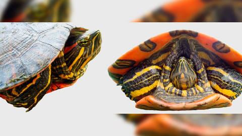 Se cree que este tipo de tortuga emigró a las costas sudamericanas hace más de ocho millones de años (Foto: @CaudiaCeballos)