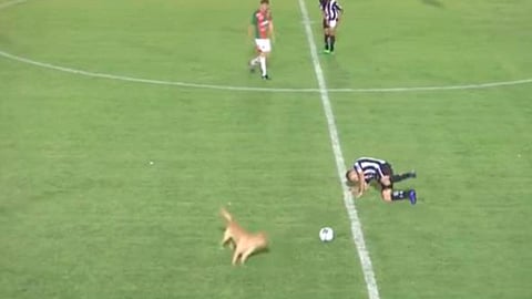 Perro le comete “falta” a un jugador en el fútbol de Argentina