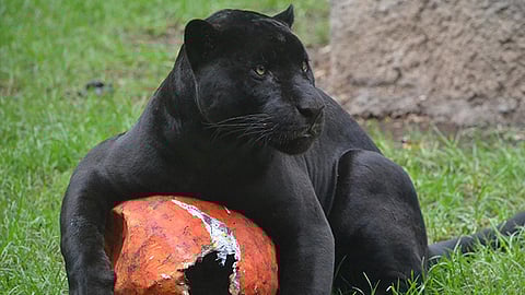 El año pasado, la institución recibió por parte de Profepa a 700 animales y hasta lo que va del 2019 van 350 (Fotos: Facebook Zoológico de Morelia)