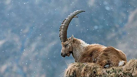 El animal poseía un cuerno muy largo, por lo que se convirtió en víctima de los cazadores y coleccionistas de trofeos (Foto: @guardiacivil)