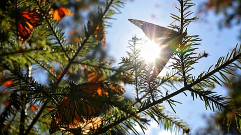 Hoteleros y ejidatarios reportaron durante la primera semana una buena cifra de turistas (Foto: ACG)