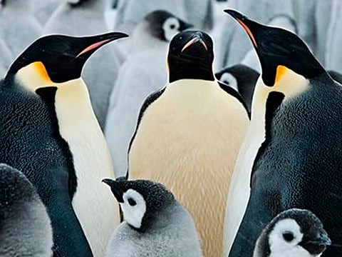 ¡Impresionante! Descubren pingüinos del tamaño de un hombre