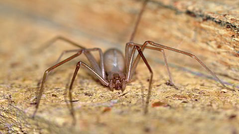 Una nueva especie de araña violinista fue hallada en la Región del Valle de México (Foto: sumedico.com)