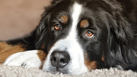 Ya se emitió en Nochebuena (Foto: Pixabay)