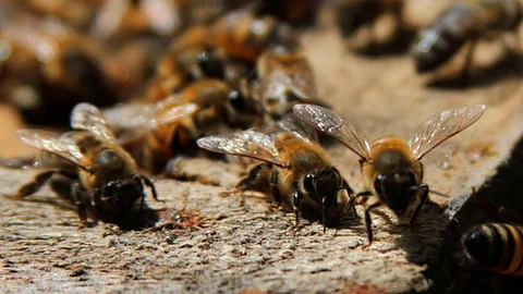 El ataque fue tan mortal que los cuerpos de emergencia no lograron hacer nada (Foto: @ecocolmena)