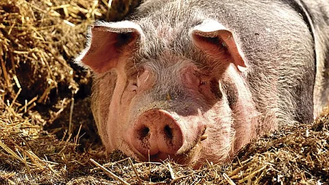 El animal murió (Foto: Ilustrativa de Pixabay)