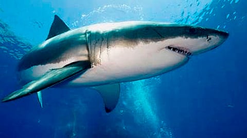 El incidente se produjo en un punto de buceo llamado “Manuelita”, dentro del Parque Nacional Isla del Coco (Foto: telegraph.co.uk)