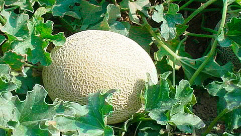 Productores de melón, partícipes del desarrollo económico de Michoacán, destacan autoridades (Foto: Cortesía)