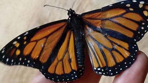 La modista compartió en sus redes sociales el antes y después de la mariposa (Foto: Romy McCloskey)
