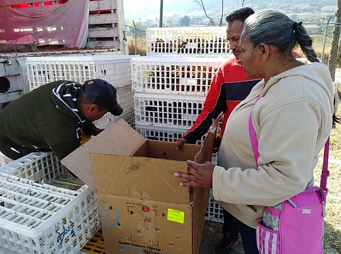 Esta acción tuvo una inversión de 30 mdp, informó el titular de la Secretaría de Desarrollo Rural y Agroalimentario, Pascual Sigala Páez (Foto: Cortesía)