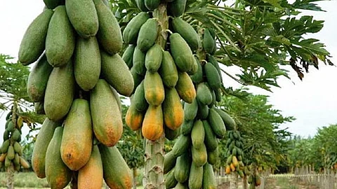 México es el quinto productor de papaya en el mundo, India ocupa la primera posición (Foto: Cortesía)