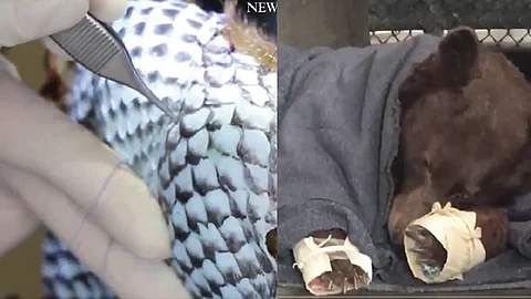 Dos osos adultos y un puma fueron los tratados (Foto: Captura de video)