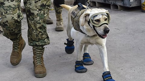 La tierna perrita labrador que auxilió en el sismo del 19 de septiembre se encuentra en el país centroamericano junto con un equipo especializado en búsqueda y rescate (Foto: @HayQueSaberlo)