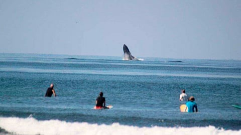 Ballenas se hacen presentes en playas de Ixtapa-Zihuatanejo