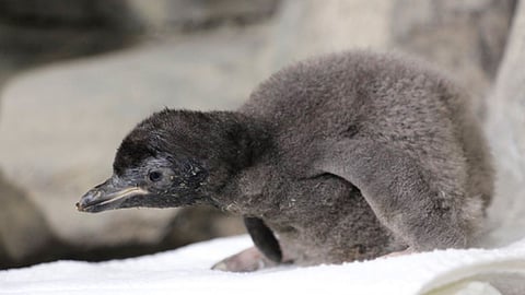 Los pingüinos solo habitan el cono sur del planeta (Foto: @cuacarraquear)