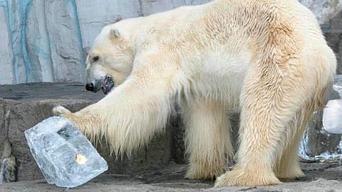 El informe veterinario de Zoocheck indica que la osa ha perdido 30 por ciento de su masa muscular por la falta de ejercicio, y graves problemas dentales por morder los barrotes de su jaula (Foto: Archivo)