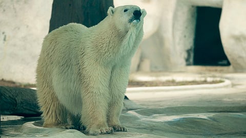 Aún es incierto el futuro de la osa (Foto: ACG)