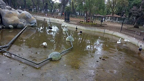 Darán mantenimiento a la pila de los patos del Bosque Cuauhtémoc